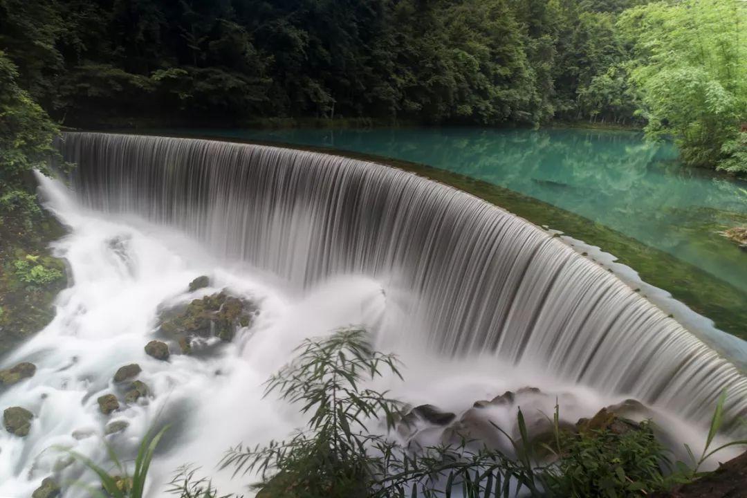 请问网友,这是什么植物?谢谢回答! - 热门社区讨论平台